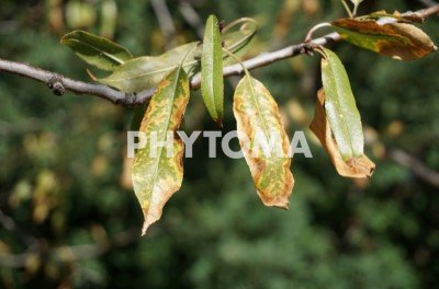 Xylella fastidiosa